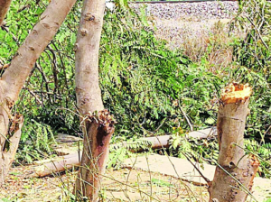 LIvekhabhar | Chhattisgarh News